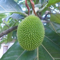 Artocarpus camansi Blanco